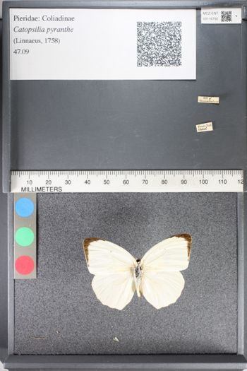 Media type: image;   Entomology 116792